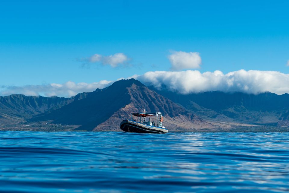 Swim with Wild Dolphins Oahu Speedboat Snorkeling Adventure! - When humpback whales might join the picture