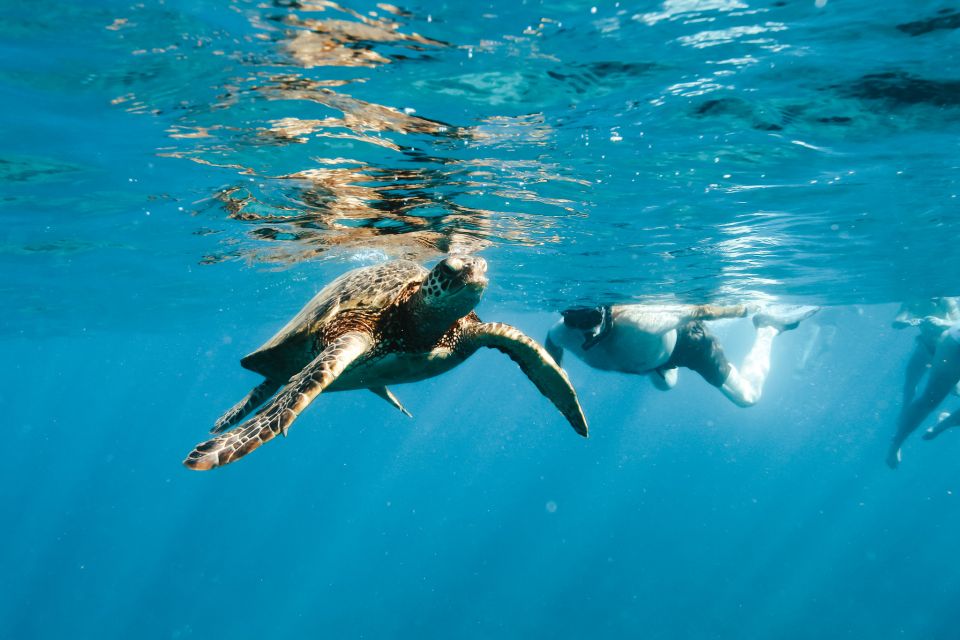 Swim with Wild Dolphins Oahu Speedboat Snorkeling Adventure! - Lunch onboard: included and simple, with real dietary flexibility