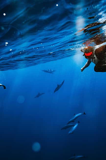 Swim with Wild Dolphins Oahu Speedboat Snorkeling Adventure! - Makaha reef snorkeling: turtles and reef fish in a focused 2nd act