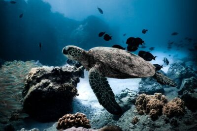 Turtle Canyon Snorkel Tour - Semi-private: 6 passenger max - Diamond Head start: quick safety talk plus an easy photo break