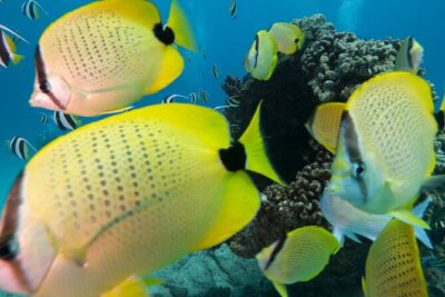 Turtle Canyon Waikiki Snorkel Adventure - Gear and Wetsuits: Included Means You Can Stop Overthinking