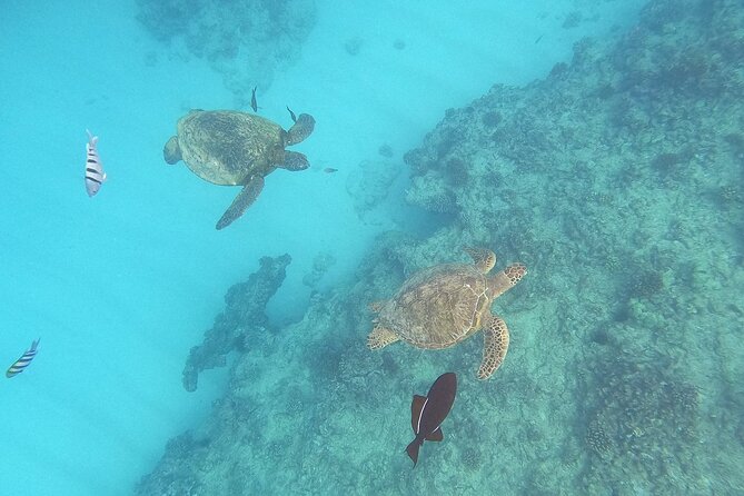 Turtle Snorkeling and Dole Plantation Guided Tour In Oahu - Key highlights I’d prioritize before you book