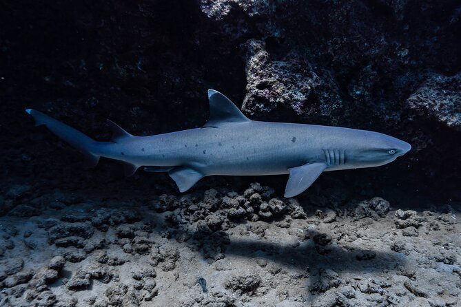 Two Tank Wreck and Drift Dive in Oahu - Price and Value: Is $225 Fair for Two Underwater Sessions?