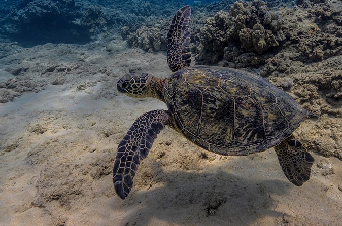 Two Tank Wreck and Drift Dive in Oahu - Who Should Book This Charter (and Who Might Skip It)