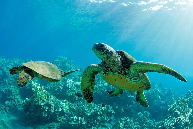 Ultimate North Shore Adventure: Full-Day Hawaiian Experience - Key highlights to look for