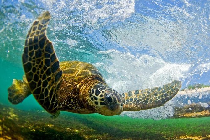 Ultimate North Shore Adventure: Full-Day Hawaiian Experience - Price and logistics: what $149 buys you