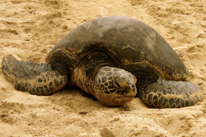 Unforgettable Day on Oahu | Small Group Circle Island Tour - Key things I’d bet on (before you book)