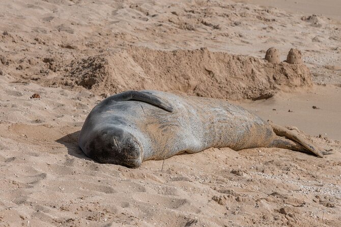 Unforgettable Day on Oahu | Small Group Circle Island Tour - Sunset Beach and the Dole Plantation Finish: Turtles, Pineapple, and the Return to Waikiki