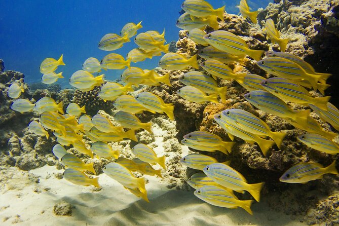 Waikiki, Hawaii: Deluxe Snorkel and Wildlife Cruise - Wildlife Odds: Turtles, Dolphins, and Winter Humpbacks