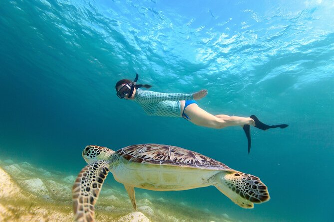 Waikiki Turtle Canyon Snorkeling Adventure - Key highlights that matter before you book