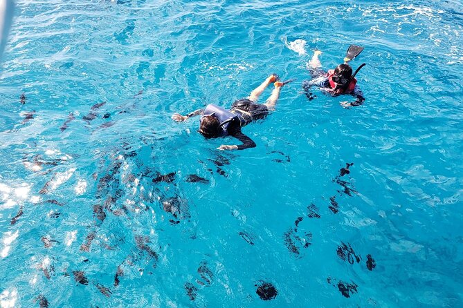 Waikiki Turtle Canyon Snorkeling Adventure - A 3-hour turtle hunt with a real activity menu