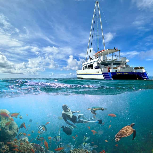 Waikiki Turtle Snorkel Adventure - How the Crew Chooses the Snorkel Spot (and What That Means for You)