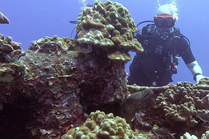 Waikiki Two Tank Guided Scuba Diving Adventure: Certified Diver - Key highlights (quick read)