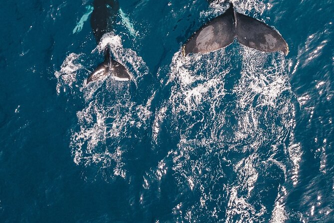 Waikiki Whale Watching Cruise - What you actually do on the cruise (the Waikiki viewing stop)