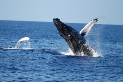 Waikiki Whale Watching Cruise with Snack & Trolley Transportation - The core plan: cruising around Diamond Head for whales and dolphins