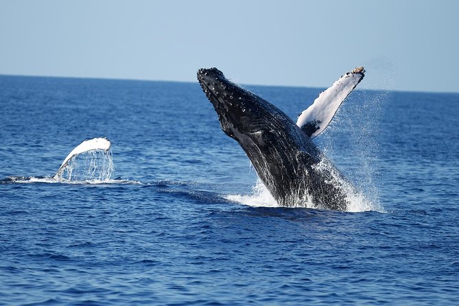 Waikiki Whale Watching Cruise with Snack & Trolley Transportation - The core plan: cruising around Diamond Head for whales and dolphins