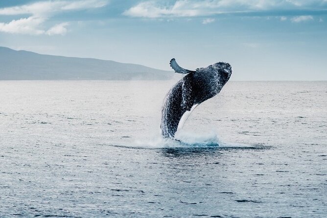 Waikiki Whale Watching Cruise - Included onboard comforts that make the ride feel effortless