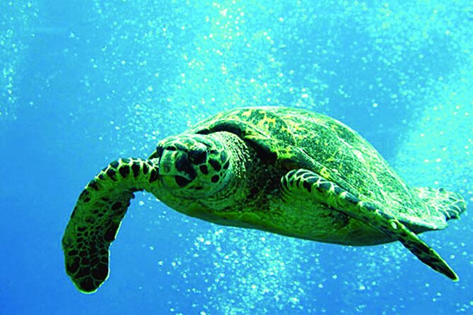 West Oahu Afternoon Turtle Snorkel Sail - Key Things That Make This Sail Worth Your Time