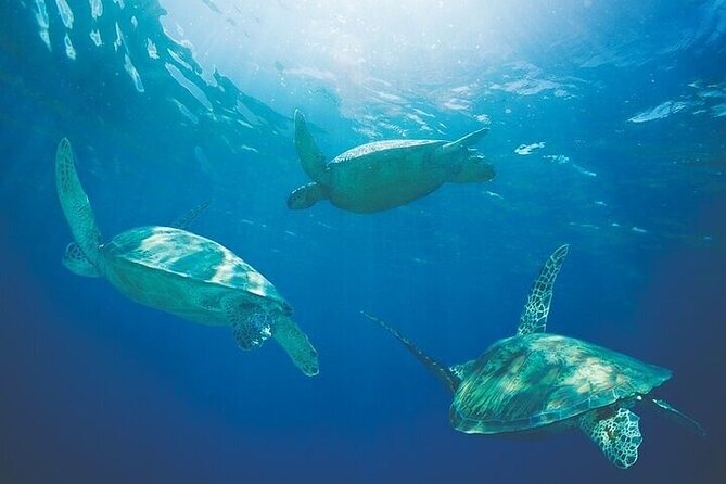 West Oahu Afternoon Turtle Snorkel Sail - West Oahu Afternoon Turtle Snorkel: The Value in the Simple Plan
