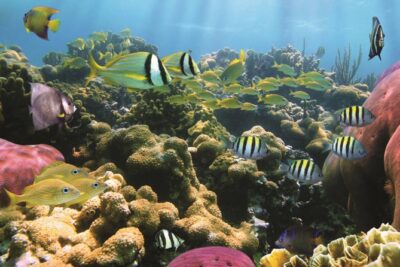 West Oahu Afternoon Turtle Snorkel Sail - Leaving From Waiʻanae: What the Meeting Point Means for You