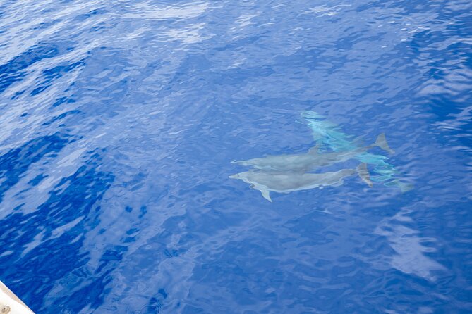 West Oahu Afternoon Turtle Snorkel Sail - Price and Value: Is $89 a Fair Deal?