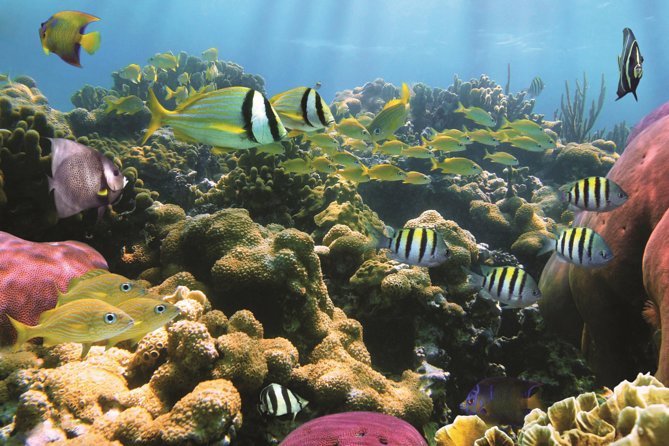 West Oahu Afternoon Turtle Snorkel Sail - Leaving From Waiʻanae: What the Meeting Point Means for You