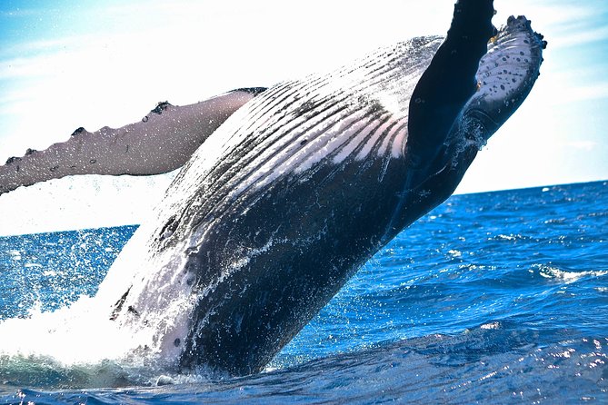 West Oahu Deluxe Whale Watching Sail - Key things I think are especially worth knowing