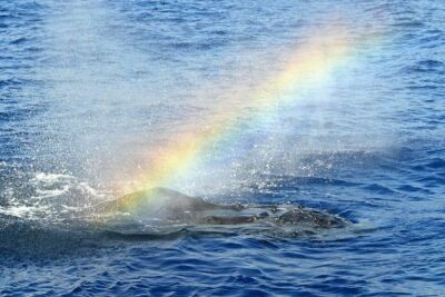West Oahu Deluxe Whale Watching Sail - The 2-hour plan: cruise, scan, learn, and enjoy the water