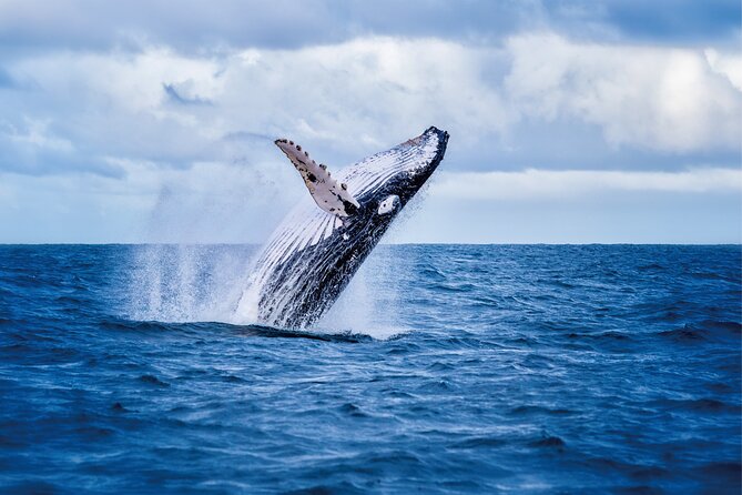 Whale & Dolphin Watching, Turtle Snorkeling - Key Highlights Worth Your Time