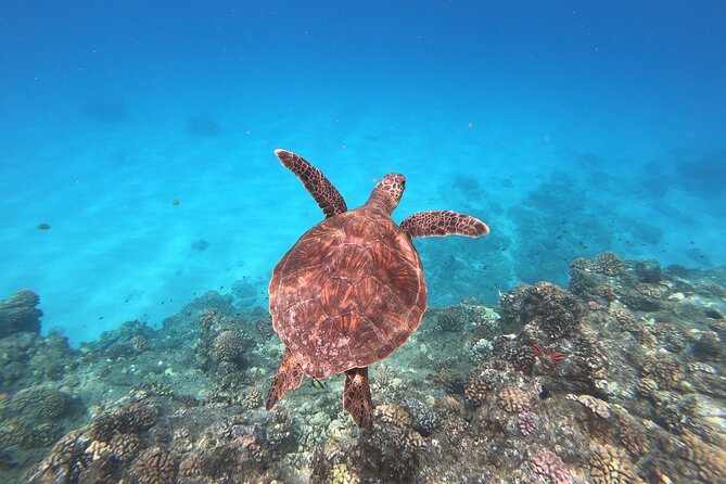 Whale & Dolphin Watching, Turtle Snorkeling - Your Boat Day Starts With Waikiki Pickup (And A Real Check-In)