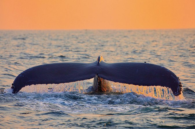 Whale & Dolphin Watching, Turtle Snorkeling - What the 25-Person Limit Changes (Usually for the Better)