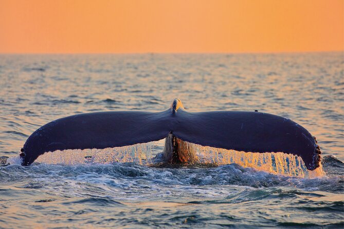 Whale & Dolphin Watching, Turtle Snorkeling - Price and Value: Is $166.49 Worth It?