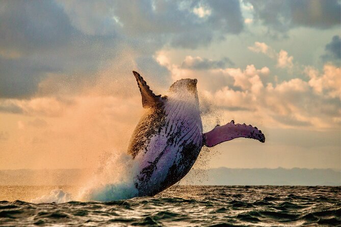 Whale & Dolphin Watching, Turtle Snorkeling - The Catamaran Ride: Whale and Dolphin Watching on the West Coast
