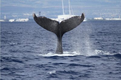 Whale Watch Cruise Aboard The Majestic - Three decks, real viewing: where to stand when whales actually surface