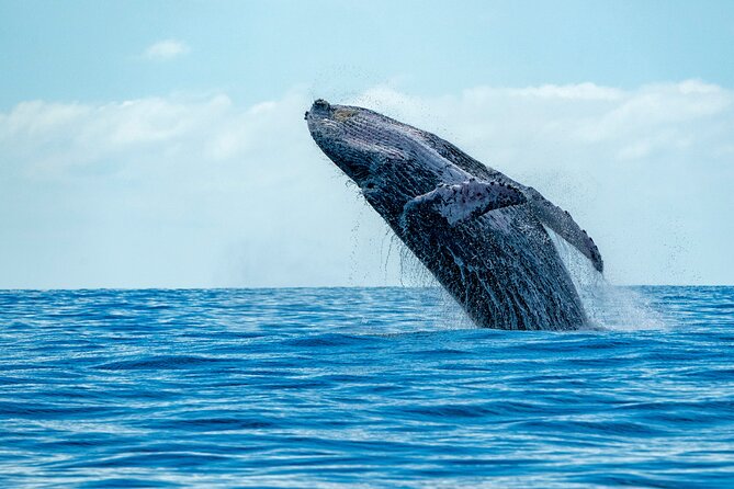 Whale Watching Adventure -Speed Boat & Small Group - Key points to know before you go