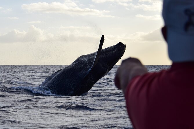 Whale Watching Adventure -Speed Boat & Small Group - Boarding at Pier A: the fast start that matters