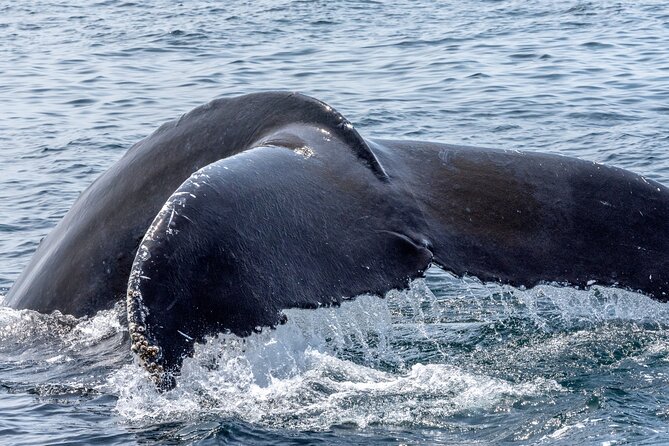Whale Watching Adventure -Speed Boat & Small Group - Snacks, drinks, and the comfort reality on a small craft