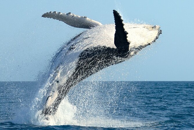 Whale Watching and Sunrise Breakfast Cruise in Honolulu - Breakfast on board: coffee, soda, and what to expect from the meal
