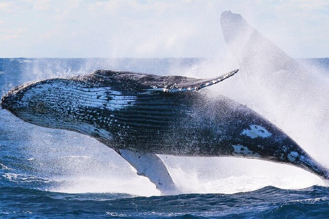 Whale Watching and Sunrise Breakfast Cruise in Honolulu - Crew and service on Prince Kuhio Tours: why people remember the staff