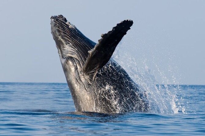 Whale Watching and Sunrise Breakfast Cruise in Honolulu - Price and logistics: is $91.56 worth it for 1.5 hours