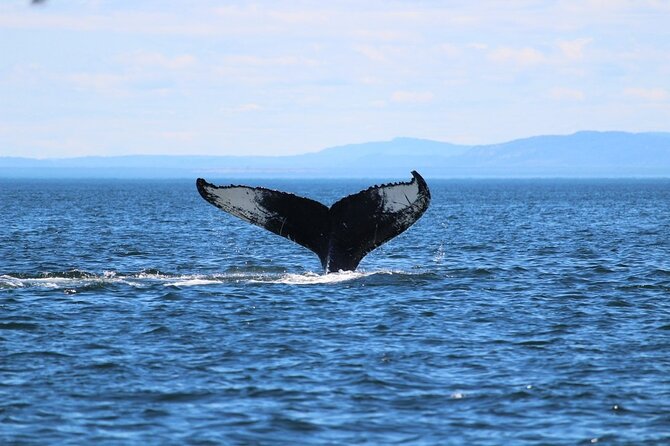 Whale Watching Cruise in Honolulu - Price and What You’re Really Paying For ($45 for 1h 45m)