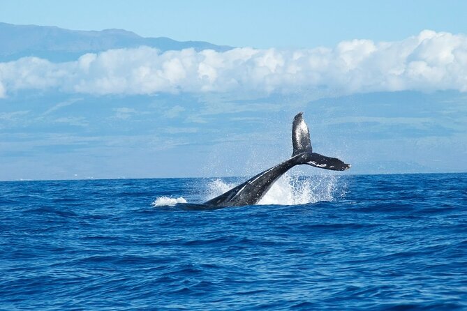 Whale Watching Cruise in Honolulu - Where You Go: Diamond Head Lighthouse and Waikiki Beach Viewing Points