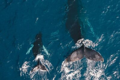 Whale Watching Cruise in Honolulu - The Boat Experience: Comfort, Deck Space, and How People Take Pictures