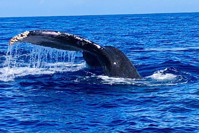 Whale Watching Cruise in Honolulu - Getting There: Meeting at Ala Moana and Using Public Transit