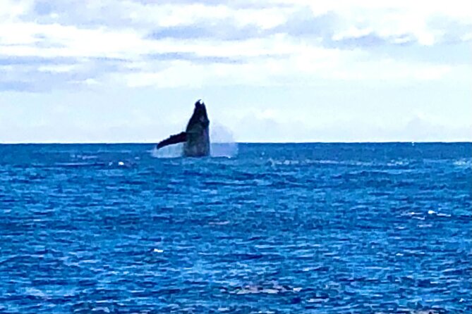 Whale Watching Cruise in Honolulu - Weather, Cancellations, and The Reality of Wild Animal Watching