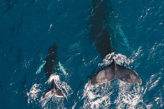 Whale Watching Cruise in Honolulu - The Boat Experience: Comfort, Deck Space, and How People Take Pictures