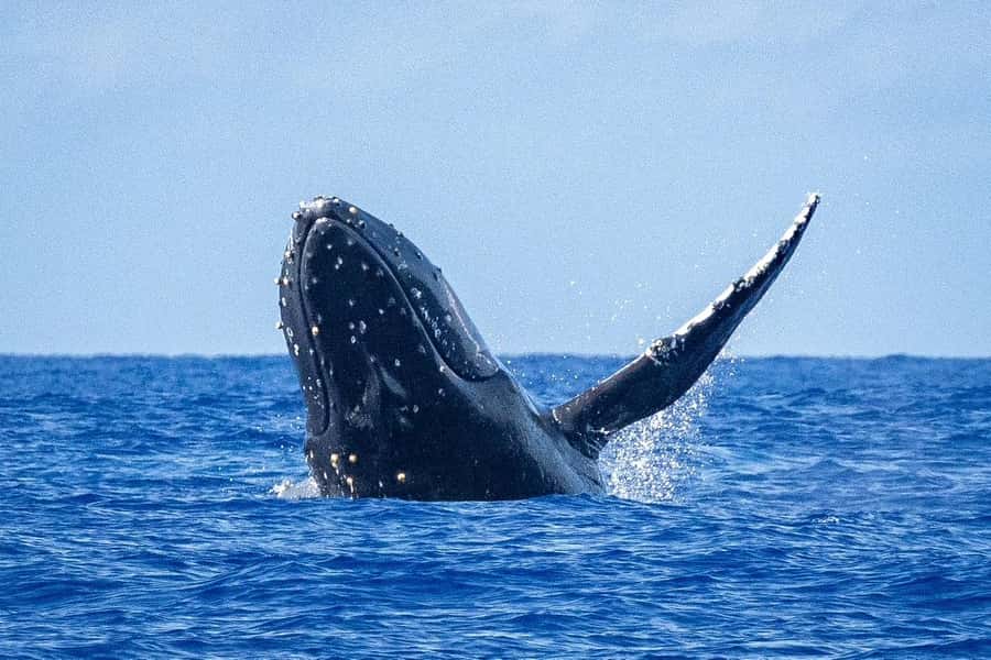 Whale Watching Cruise in Waikiki Oahu - SEE THE HUMPBACKS! - Key highlights you’ll care about