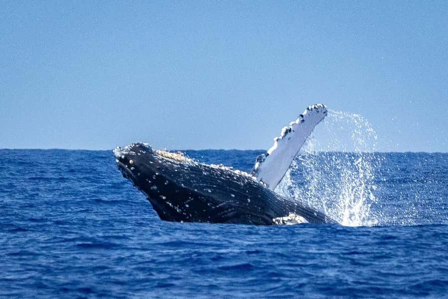 Whale Watching Cruise in Waikiki Oahu - SEE THE HUMPBACKS! - Where to board the Island Princess at Kewalo Basin Harbor