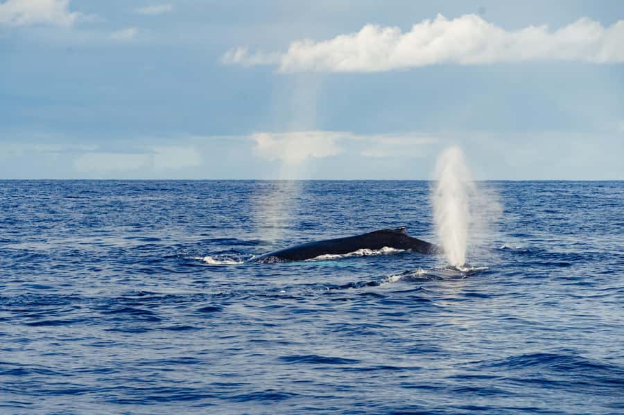 Whale Watching Cruise in Waikiki Oahu - SEE THE HUMPBACKS! - Humpback whales, the Alaska-to-Hawaii migration, and why it happens here