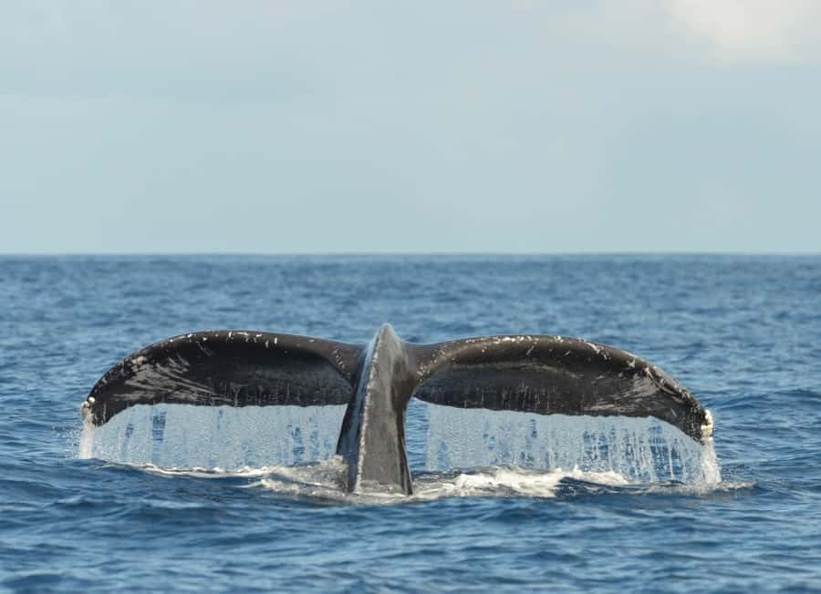 Whale Watching Cruise in Waikiki Oahu - SEE THE HUMPBACKS! - Captain Ryan and crew Wylie: the difference between searching and finding